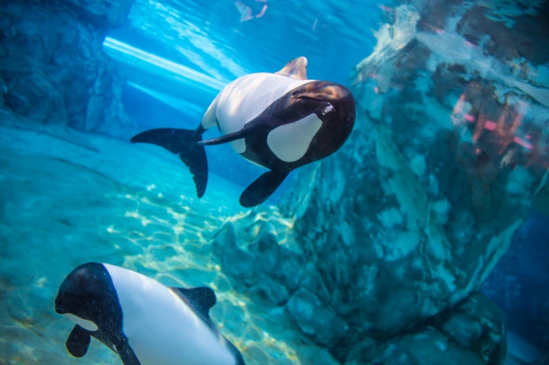 Aquatica Orlando - Calendar Tickets